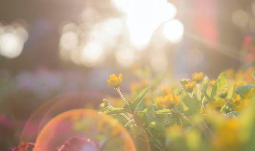yellow flowers 917076
