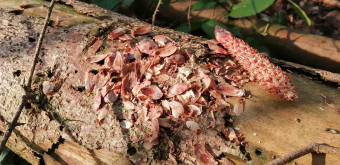 Aktionsmonat Naturerlebnis Eichhoernchen Fichtenzapfen v2