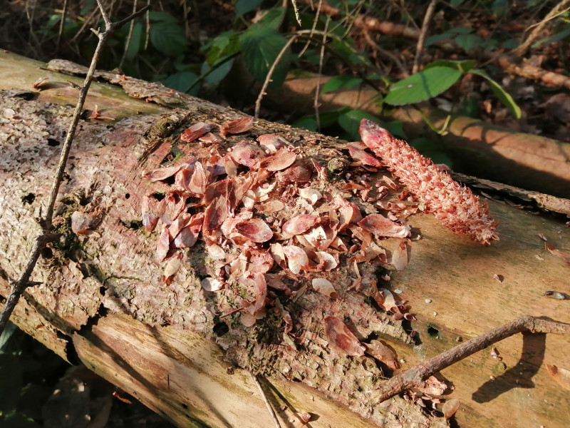 Aktionsmonat Naturerlebnis Eichhoernchen Fichtenzapfen v2
