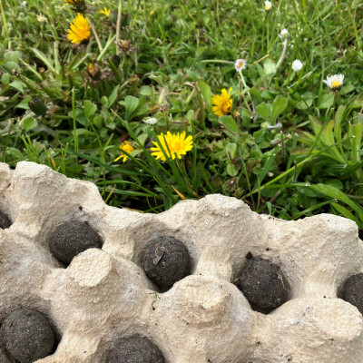 Blumenmurmeln3