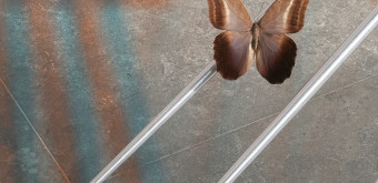 Detailansicht Day for Night Nachtfalter