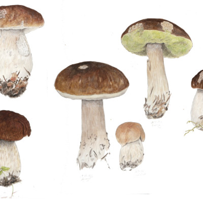 Fichtensteinpilz Boletus edulis