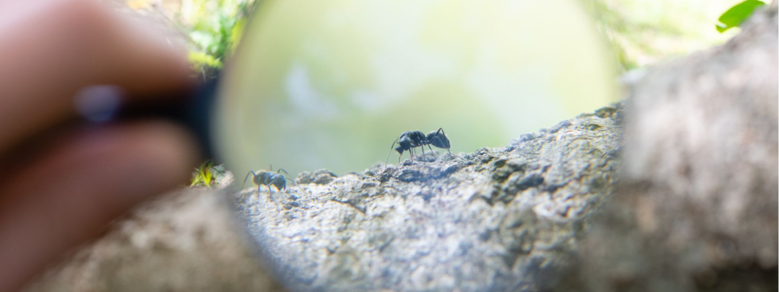 Lupe Canva Freie Nutzung