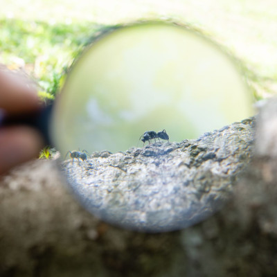 Lupe Canva Freie Nutzung