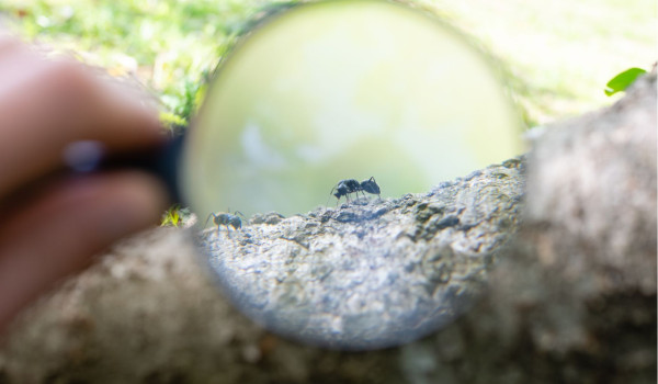 Lupe Canva Freie Nutzung