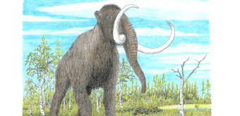 Mammut Coloriert
