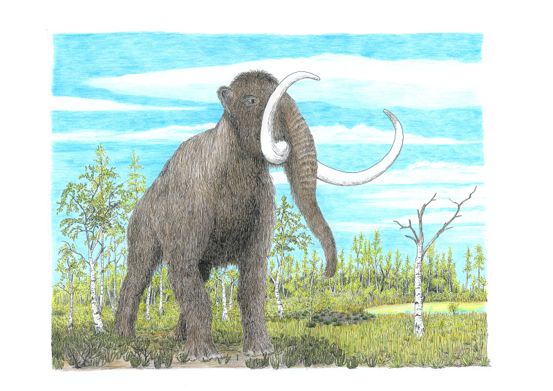 Mammut Coloriert
