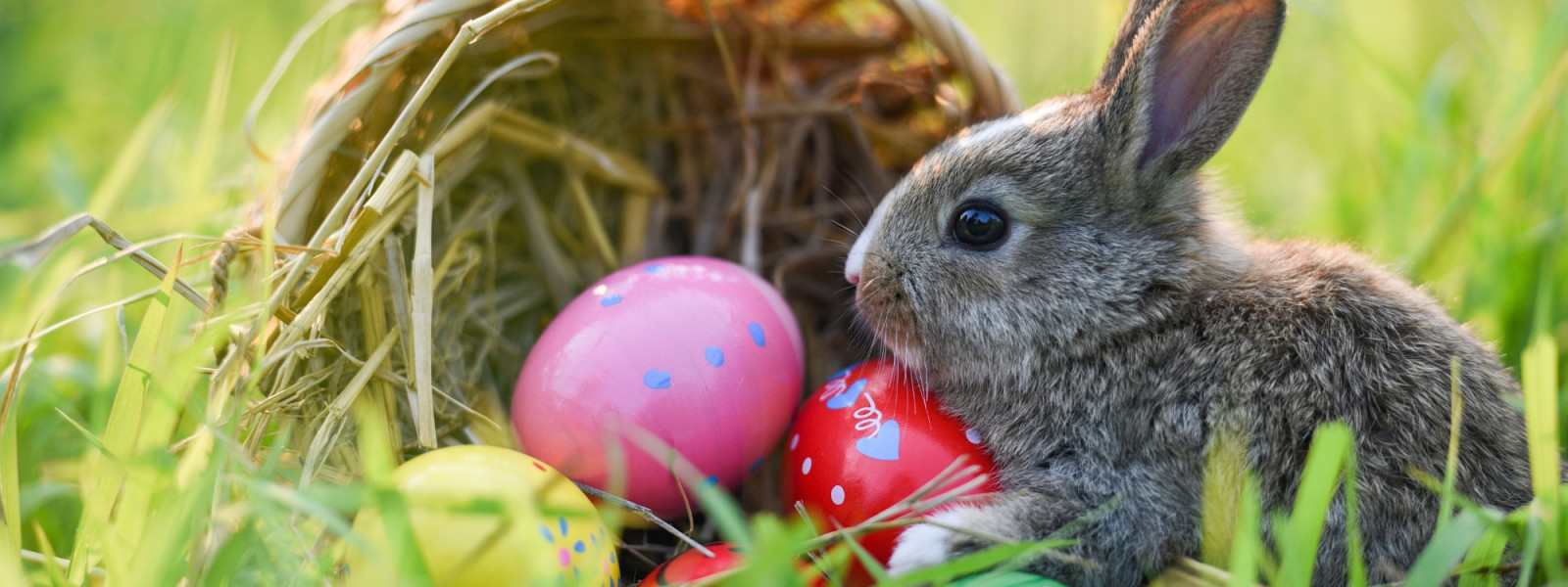 Osterhase Canva zur freien Nutzung