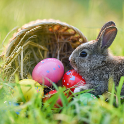 Osterhase Canva zur freien Nutzung