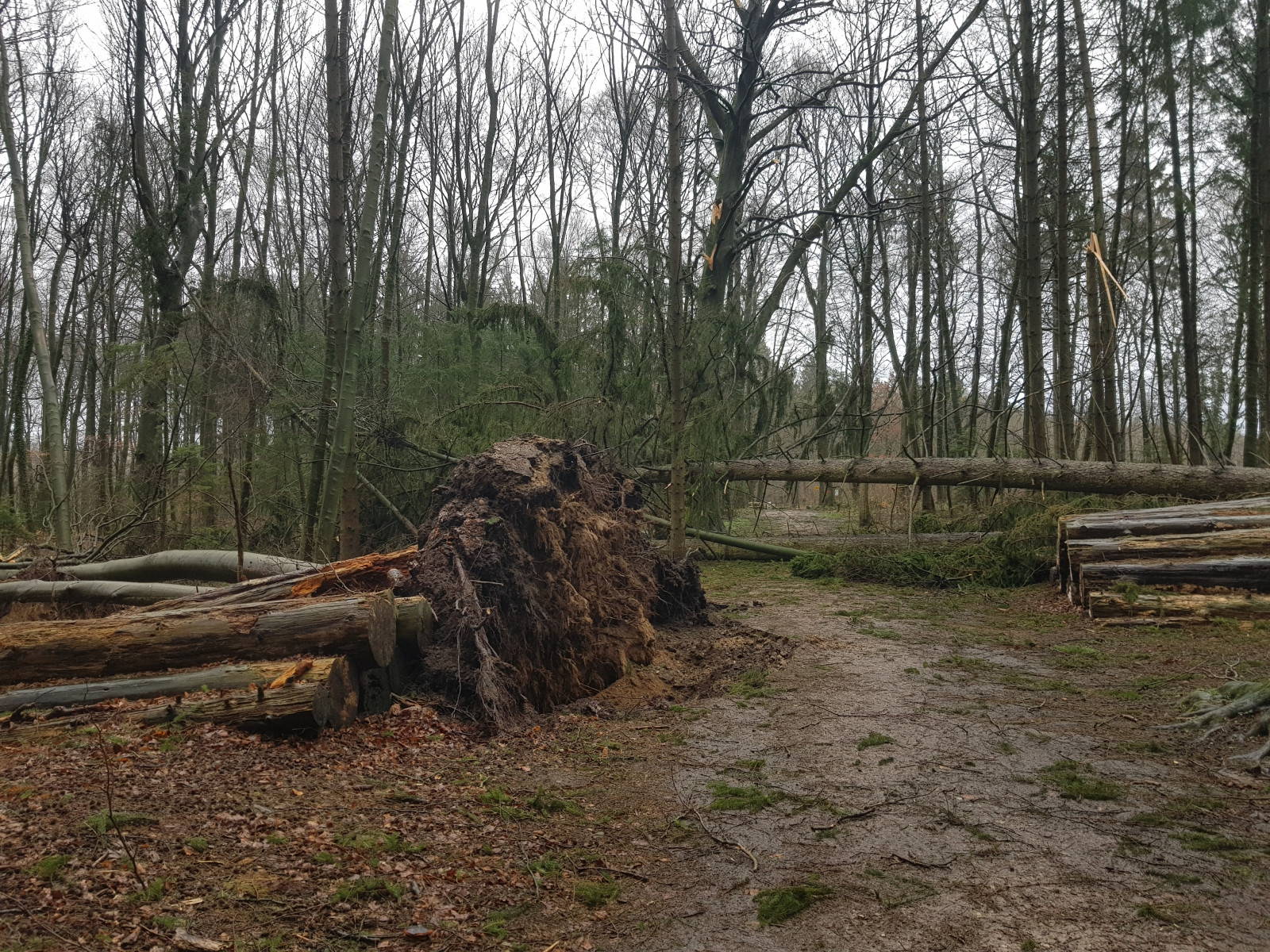 Windwurf im Naturerlebnis Sturm 17 v2.2. 1