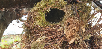 Zaunkoenig Nest Ausschnitt