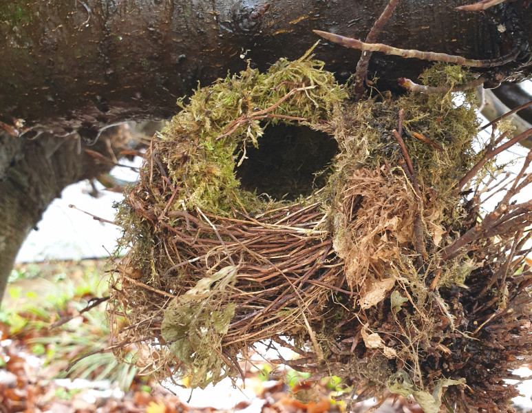 Zaunkoenig Nest Ausschnitt