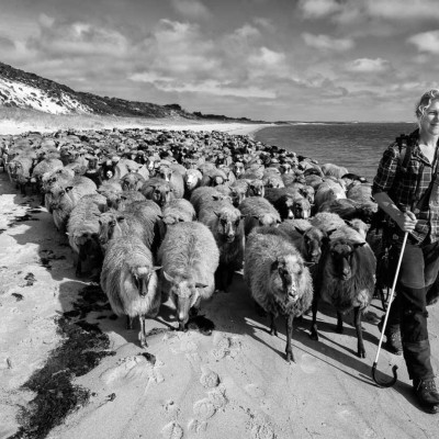 csm wanderschaefereien schleswig holstein 028 web 4a626635ca