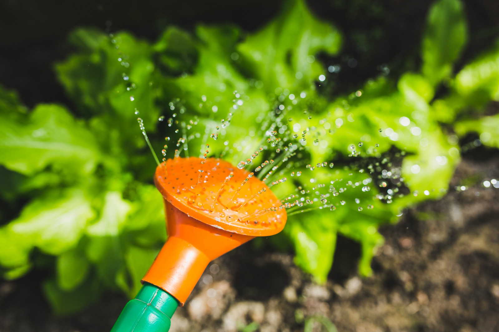 watering plants with a watering can 6442